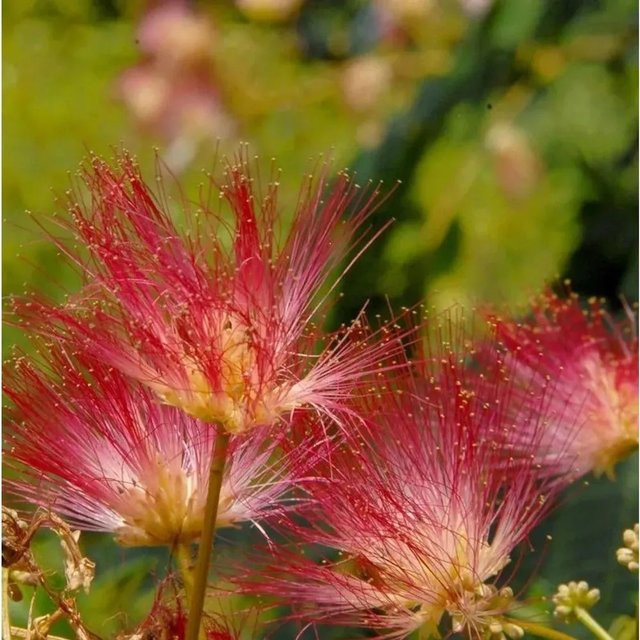 Seidenakazie Tropical Dream Albizia julibrissin als Zierbaum für den Garten in Grün und Pink, Höhe: 80-100 cm - Bild 1