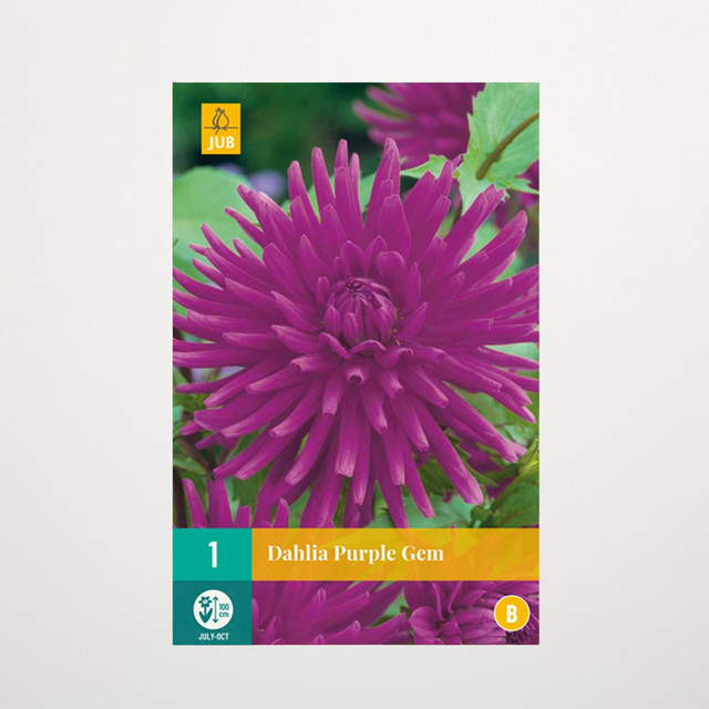 Kaktus-Dahlie Purple Gem Knolle von BLUME2000 - Bild 1