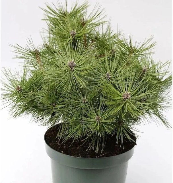 Japanische Rotkiefer Jane Kluis Pinus densiflora von Die Nr-01.de, grün, 25-30 cm - Bild 1