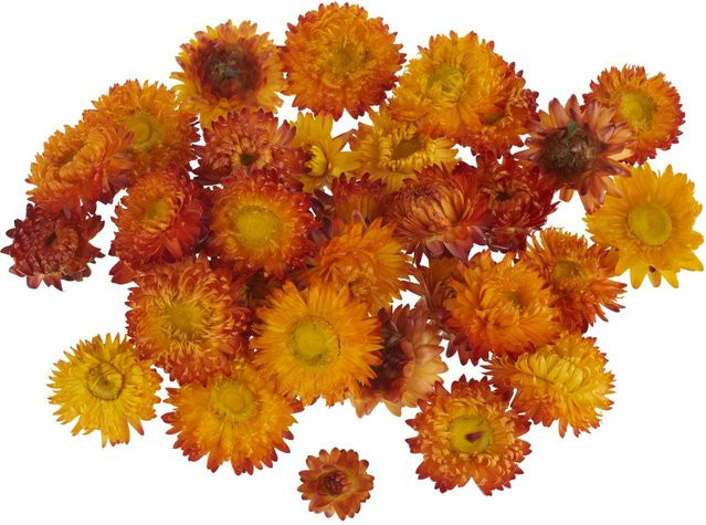 Getrocknete Strohblumenköpfe von VBS in Orange aus Naturmaterial - Bild 1