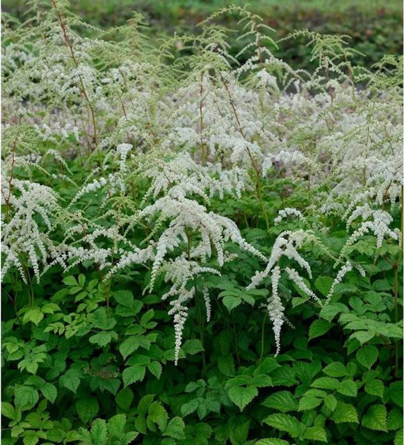 Astilbe simplicifolia Prachtspiere Professor Van der Wielen als Bodendecker und Schnittblume - Bild 1