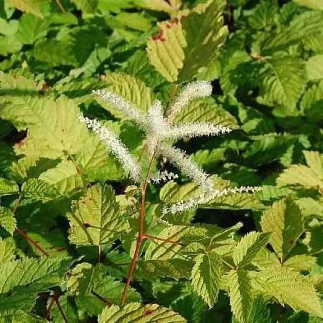 Chinesische Waldgeißbart Zweiweltenkind Aruncus sinensis Staude für Staudenbeete und als Schnittblume - Bild 1