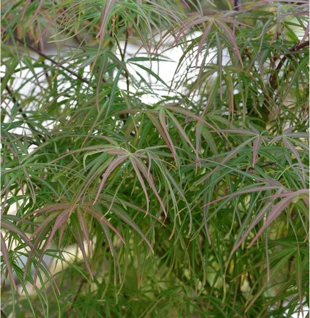 Japanischer Schlitzahorn Acer palmatum Atropurpureum in Grün, Orange und Rot, Höhe: 125-150 cm - Bild 1