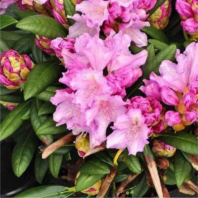 Arborix Rhododendron Caroline Allbrook Beetrandpflanze in Pink, Gelb und Rot, 25 bis 30 cm im Container - Bild 1