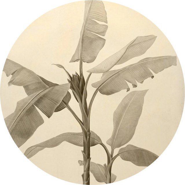 Selbstklebende Komar Vliesfototapete Dot Banana Plant in Beige mit floralem Motiv, Durchmesser: 125 cm - Bild 1