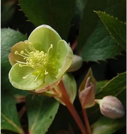 Christrose Lenzrose Sterni Helleborus sternii grüne Staude im Topf