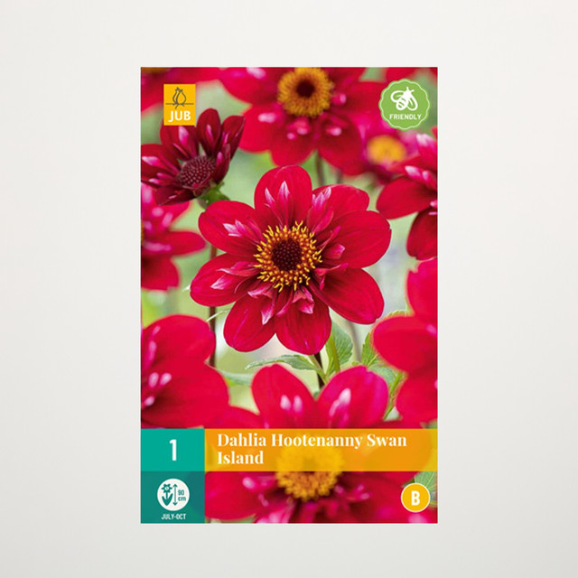 Dahlie Hootenanny-Swan Island Halskrause Knolle von BLUME2000 - Bild 1