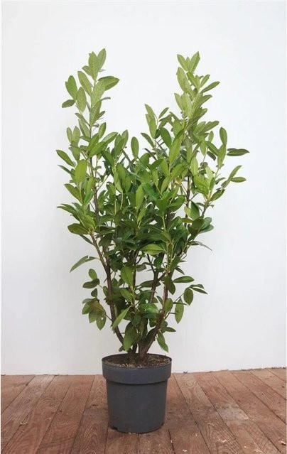 Prunus Aurocerasus Genolia Heckenpflanze mit weißen Blüten, Höhe: 125-150 cm - Bild 1