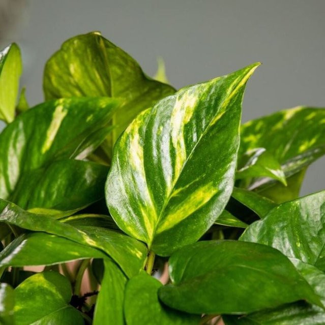 Gelb-marmorierte Efeutute als Hängepflanze von Mein schöner Garten Shop in Gelb und Grün - Bild 1