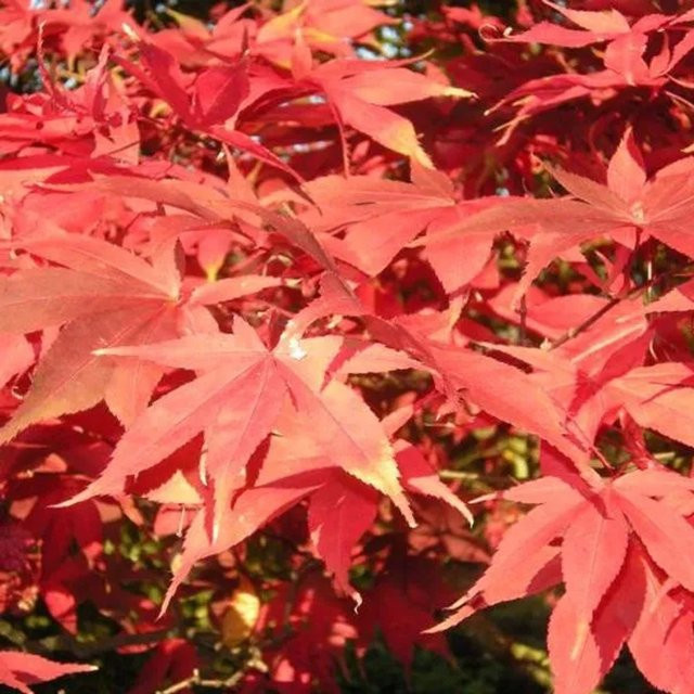 Arborix Fächerahorn Osakazuki Acer palmatum mit intensiver Herbstfärbung in Orange und Rot, Höhe: 60 bis 80 cm - Bild 1