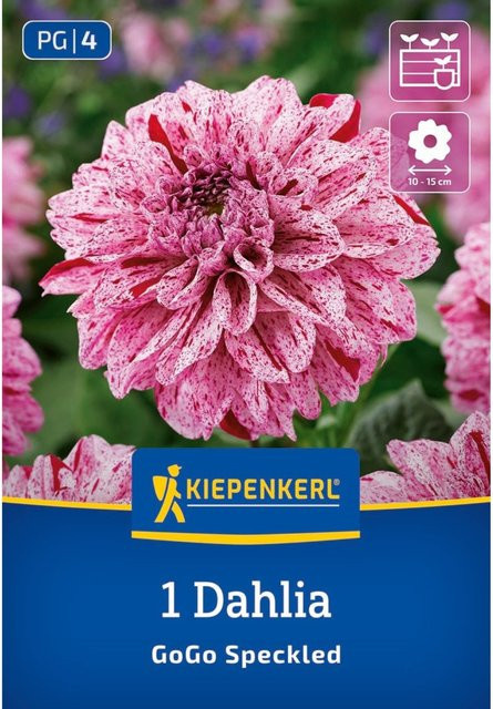 Kiepenkerl Dahlie Go Go Speckled rosa, 1 Zwiebel - Bild 1