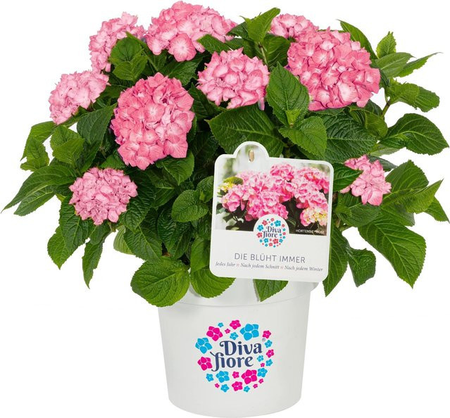GROW by OBI Bauernhortensie Diva Fiore Rosa Hydrangea macrophylla im Topf - Bild 1