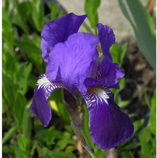 Schwertlilie Black Night Iris barbata als mehrjährige Beetpflanze in Schwarz und Violett - Bild 1