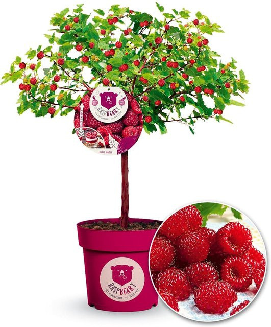 Raspberry Himbeer-Baum mit Stamm und Krone - Bild 1