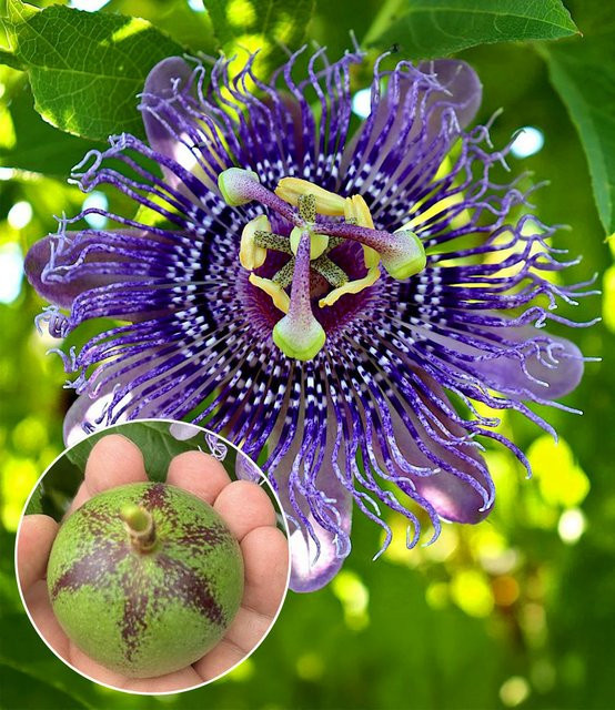 Winterharte Passionsblume Cooltropics Eia Popeia - Bild 1