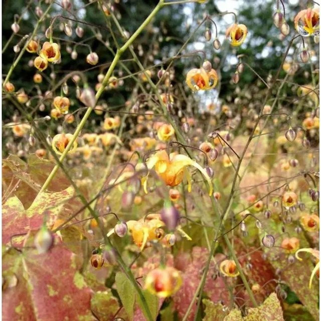 Epimedium cantabrigiense Cambridge Elfenblume als mehrjährige Gartenpflanze - Bild 1