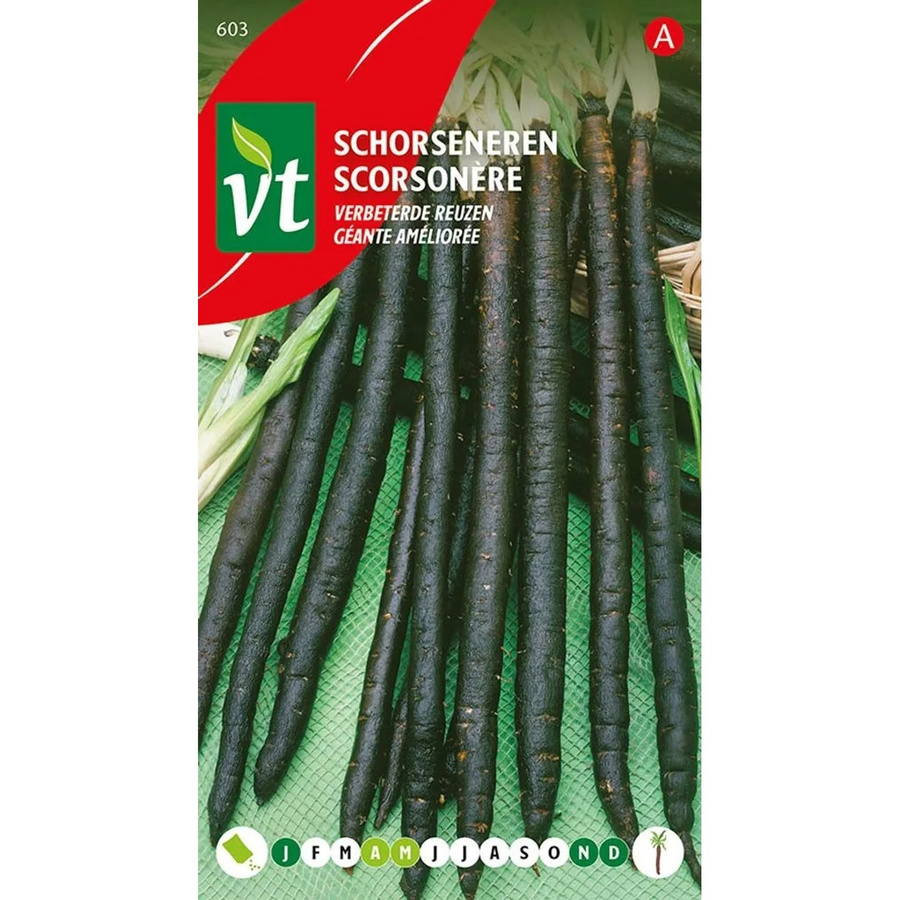 Arborix Schwarzwurzel Improved Giants Saatgut für lange Wurzeln, 5 g - Bild 2