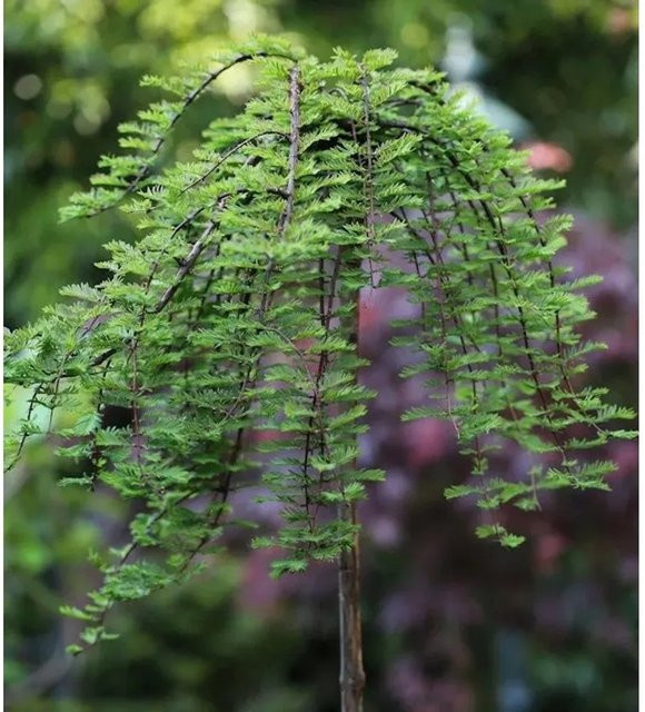 Hochstamm Hängesumpfzypresse Taxodium distichum grün, Höhe: 150 cm - Bild 1