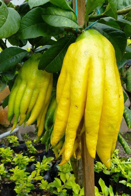 SEMINASEMI Zitrone Buddha Hand Citrus Medica Sarcodactylus 10 frische Samen - Bild 1