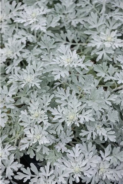 Artemisia Stelleriana Mori Silberwurz von Pflanzen für dich im 9x9 cm Topf - Bild 1
