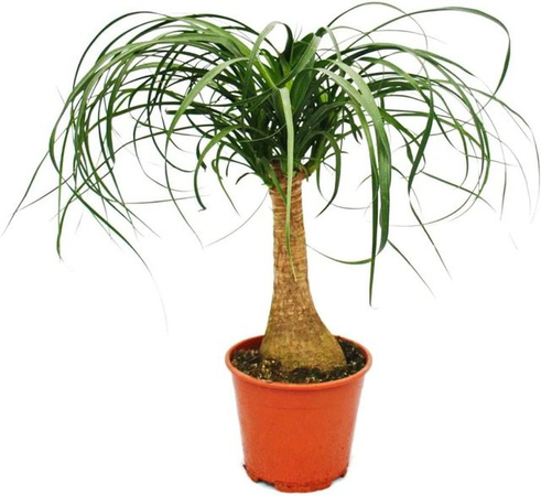 Exotenherz Beaucarnea Elefantenfuss Zimmerpflanze, grün, Höhe: 35 cm