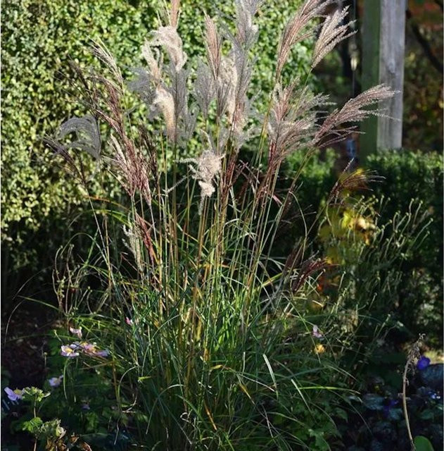 Chinaschilf Miscanthus sinensis als mehrjährige Zierpflanze für den Garten in Grün - Bild 1