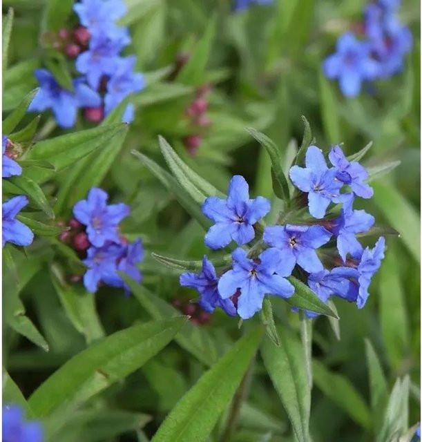 Blauer Steinsamen Buglossoides purprocerulea als blauer Bodendecker für den Garten - Bild 1