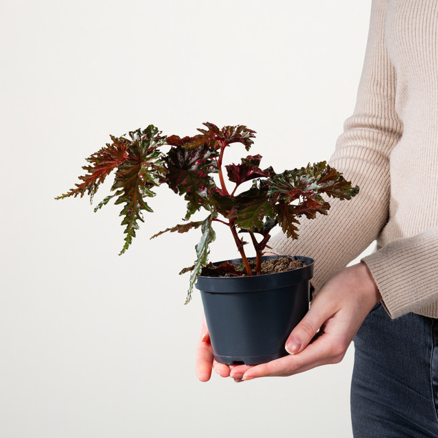 Begonia maculata Forellenbegonie Wings von BLUME2000 als Zimmerpflanze - Bild 1