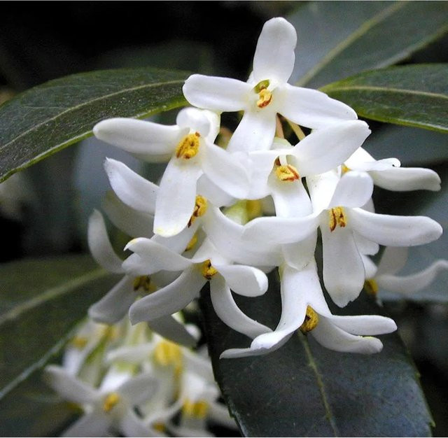 Osmanthus burkwoodii Duftstrauch mit weißen Blüten für den Garten von Nr-01.de, Höhe: 20-30 cm - Bild 1