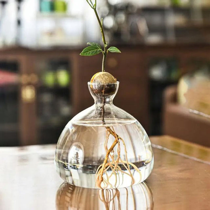 WHPHous Avocado-Samen-Startervase aus transparentem Glas für den Pflanzenanbau - Bild 1