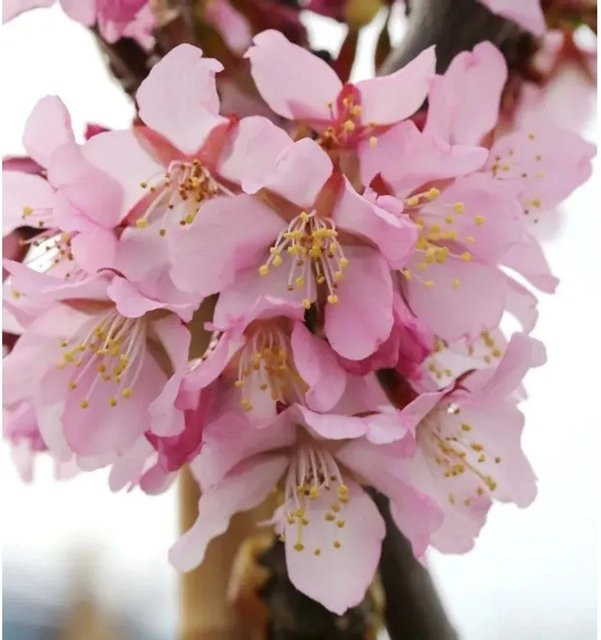 Zwerg Zierkirsche Ruby Prunus kurilensis pink Strauch 40-60cm von Die Nr-01.de - Bild 1