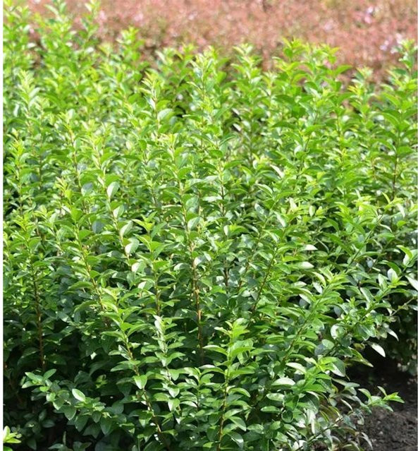Liguster Green Diamond Ligustrum ovalifolium Heckenpflanze in Grün, Höhe: 30-40 cm - Bild 1