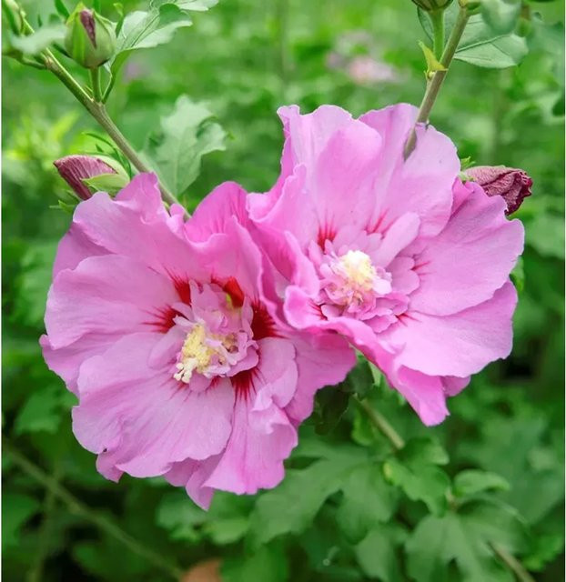 Hibiskus Eibisch Pompei Hibiscus syriacus Strauch in Pink und Rot von Nr-01.de, Höhe: 60-80 cm - Bild 1