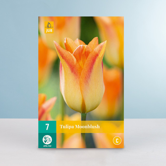 Lilienblütige Tulpe Moonblush von BLUME2000 mit 7 Zwiebeln - Bild 1