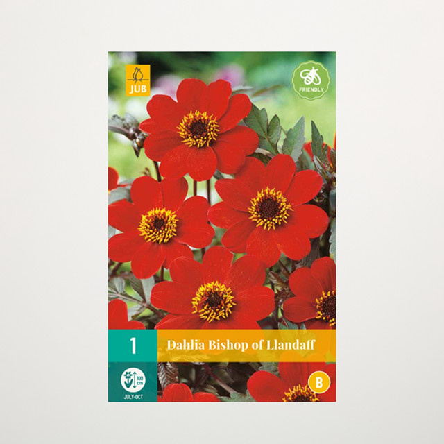 Klassik-Dahlie Bishop of Llandaff Knolle von BLUME2000 - Bild 1