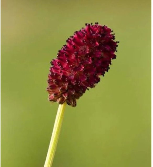 Wiesenknopf Red Thunder Sanguisorba officinalis rote Staude für Teichrandbepflanzung und Naturgärten - Bild 1