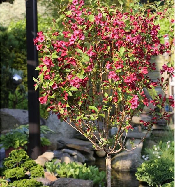 Hochstamm Weigelie Bristol Ruby als Ziergehölz in Rot und Pink, Höhe: 100-125 cm - Bild 1