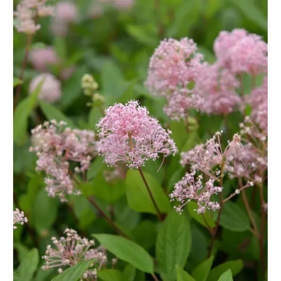 Ceanothus pallidus Säckelblume Marie Simon Hochstamm in Pink, Höhe: 80-100 cm - Bild 1