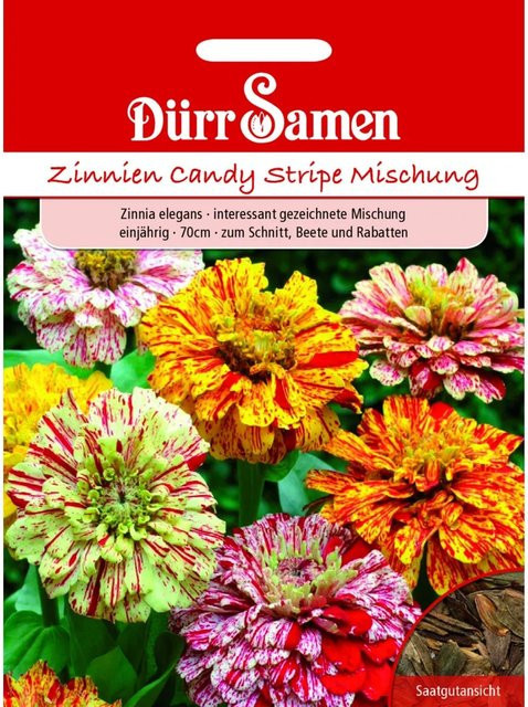 Dürr Zinnie Candy Stripe Mix Einjähriges Saatgut für Beete und Rabatten - Bild 1