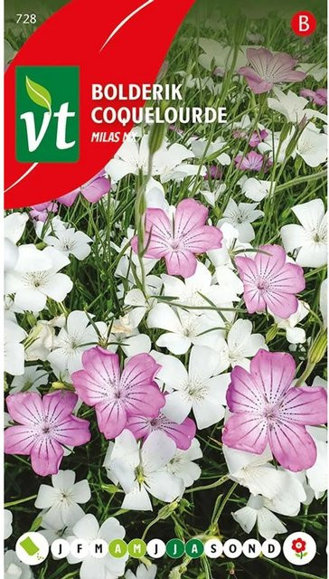Arborix Kronen-Lichtnelke Samen Mix mit bunten Blüten, 1,5 g - Bild 1