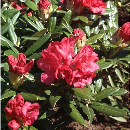 Rhododendron Bohlkens Roter Stern Rhododendron williamsianum in Rot