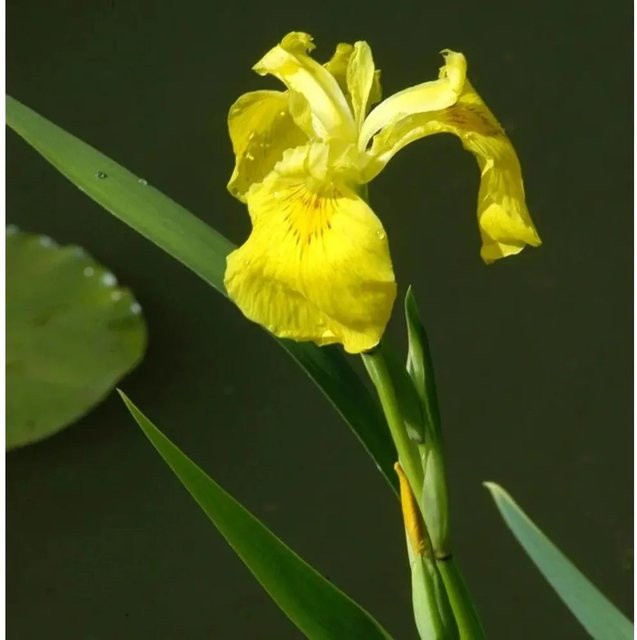 Wasserschwertlilie Iris pseudacorus gelbe Teichpflanze für Koi-Teiche und Pflanzenklärteiche - Bild 1