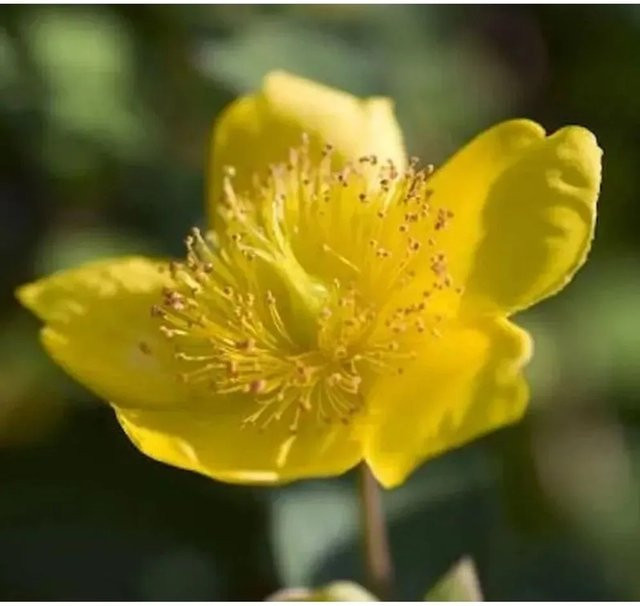 Hypericum kalmianum Kanadische Johanniskraut gelbe Stauden von Nr-01.de Höhe: 40-50 cm - Bild 1