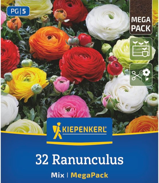 Kiepenkerl Ranunkeln Mischung Aviv Mix, 32 Zwiebeln, bunt - Bild 1