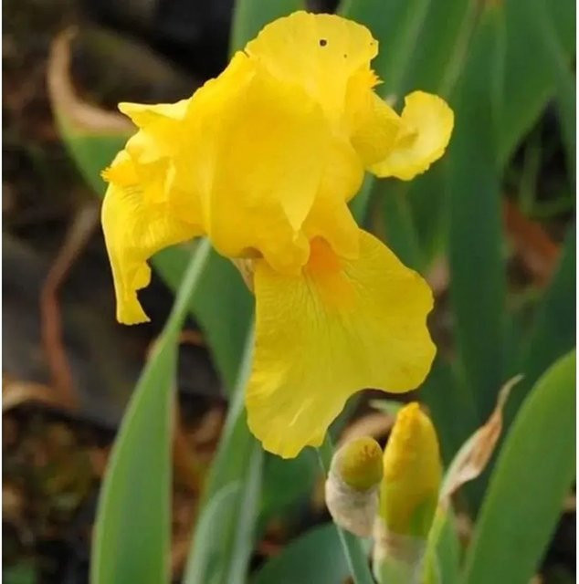 Schwertlilie Ola Kala Iris barbata als Gartenstaude und Beetpflanze - Bild 1