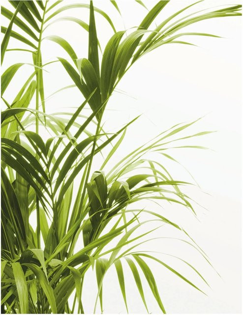 Komar Wandbild Reed Leaves Paper Poster Breite: 40 cm, Höhe: 50 cm - Bild 1