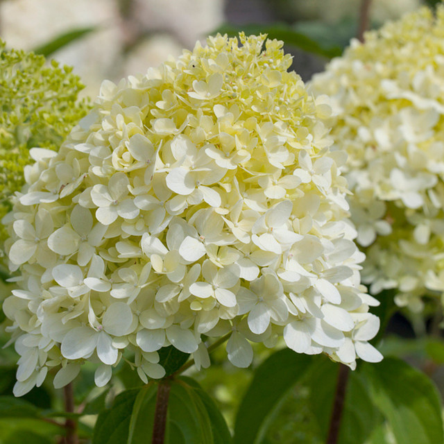 Rispenhortensie Limelight in Weiß - Bild 1