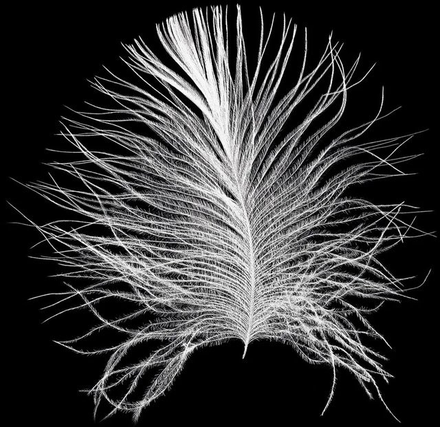 Komar Wandbild Feather Black B: 30 cm, H: 40 cm - Bild 1