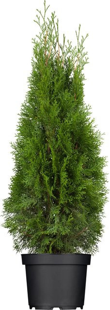 Lebensbaum Smaragd Set aus 24 Stück Thuja occidentalis Heckenpflanzen für Beeteinfassungen, Höhe: 60 - 80 cm - Bild 1
