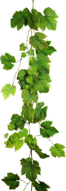 Künstliche Weinreben Girlande Aplanta Green Plant, Länge: 180 cm - Bild 1